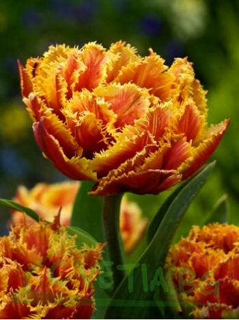  Лале (Tulipa  'Gold Dust') PR932